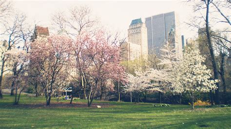 City Buildings Trees Wallpaper Hd Nature 4k Wallpapers Images And