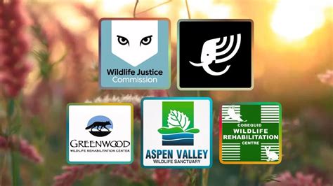 5 Organizations Working To Protect Wildlife