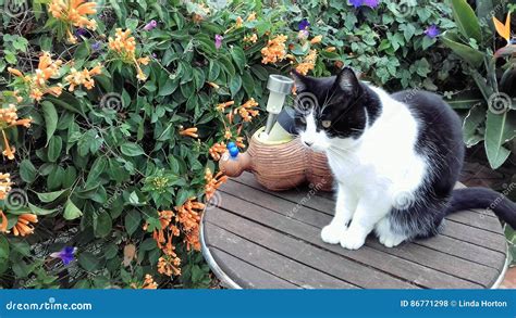 Cat On A Table Stock Photo Image Of Charming Table 86771298