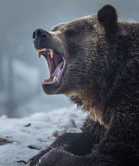 Grizzly Bear Jaw