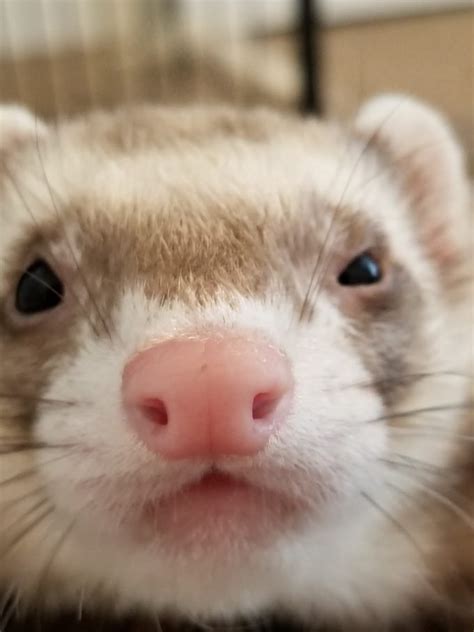 21 Cute Ferret Photos That Will Make You Smile – The Modern Ferret