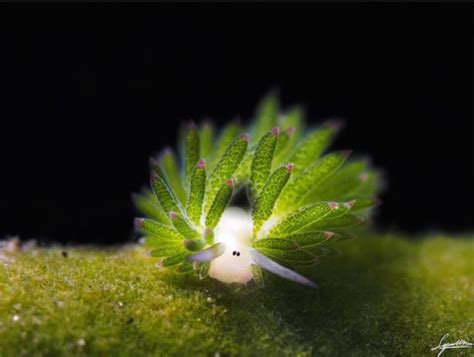 Costasiella Kuroshimae Adorable Sea Slugs Look Like Green Algae