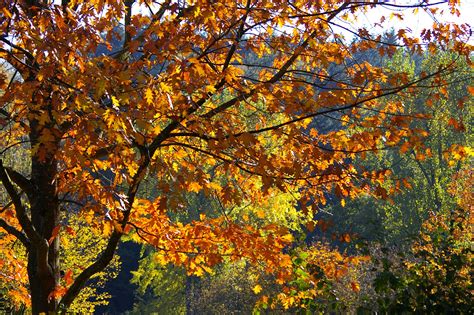 Fotos Gratis Bosque Rama Luz De Sol Temporada Rbol De Arce