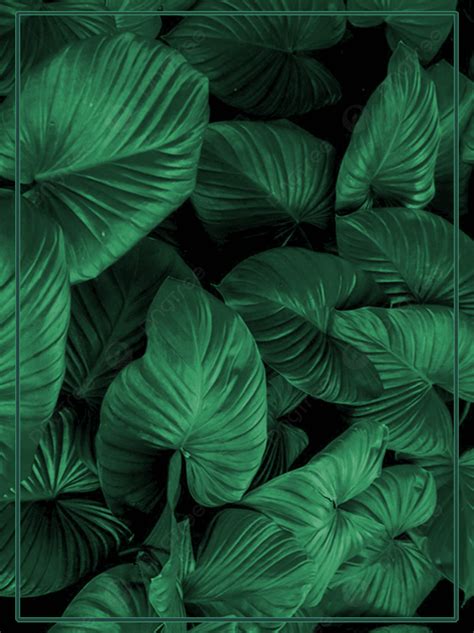 Retro Dark Green Plant Texture Background Vintage Simple Frame