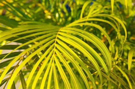 Plantas Que Absorvem Umidade Do Ar E Eliminam O Mofo