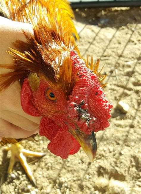 Why Does My Rooster Have A Black Spot On His Comb Backyard Chickens