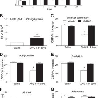 ANG II Increases Reactive Oxygen Species ROS In The Somatosensory