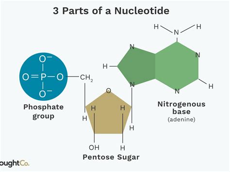 What Is The Genetic Makeup Of A Nucleotide Saubhaya Makeup