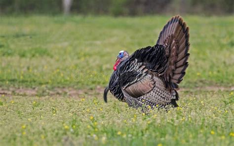 Male Wild Turkey Shows Off His Feathered Display. Stock Photo - Image ...