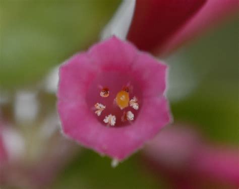 Cestrum Elegans Solanaceae Image 180735 At PhytoImages Siu Edu