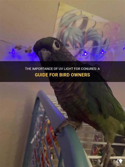 The Importance Of Uv Light For Conures A Guide For Bird Owners PetShun