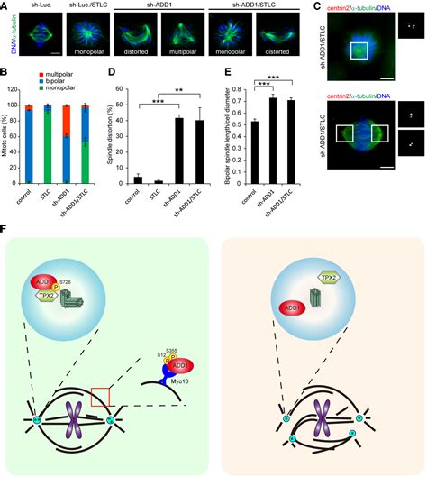 Adducin‐1 Is Essential For Spindle Pole Integrity Through Its