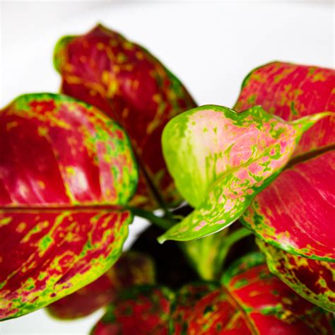 Аглаонема Фламинго Aglaonema Flamingo 30/12 — комнатное растение купить ...
