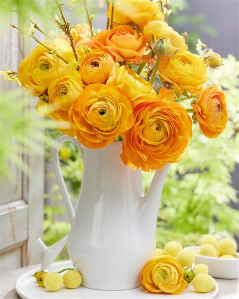 Ranunkel Ranunculus Orangefarben Bild Kaufen