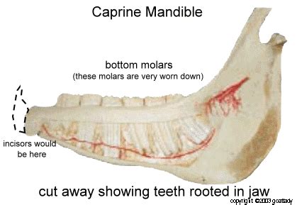 Goat Mouth Anatomy