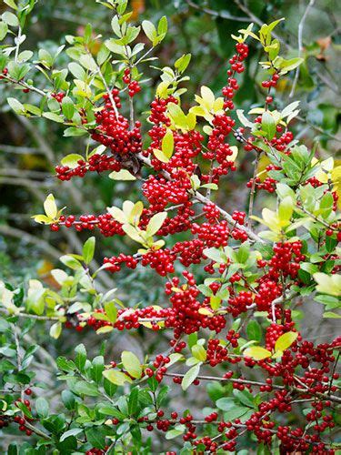 Tree With Red Berries In Fall In Kentucky Sharie Epstein