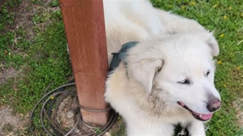 INCROYABLE Un couple découvre un chien attaché à leur boîte aux