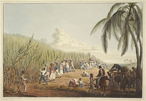 Epic World History Sugarcane Plantations In The Americas