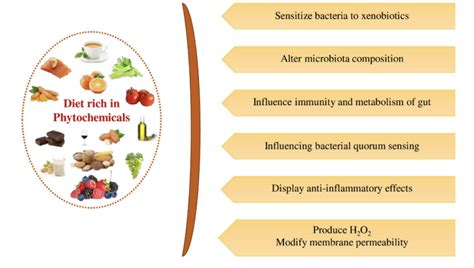 The Impact Of Plant Phytochemicals On Gut Health