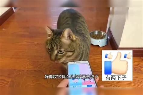 用猫语骂狸花猫丑会发生什么