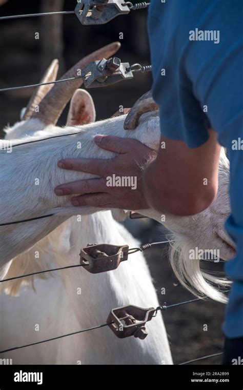 Feeding The Goats In The Barnyard Stock Photo Alamy