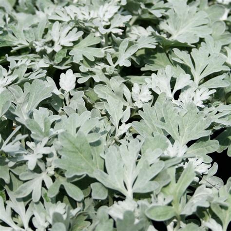 Artemisia Stelleriana Silver Brocade Wormwood From Sandys Plants