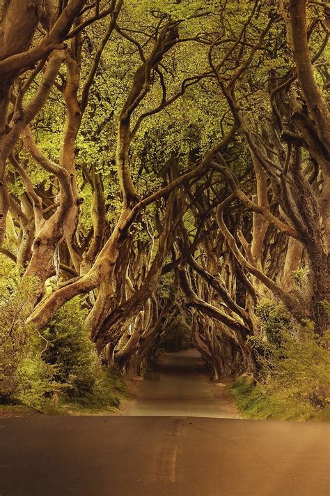 The Secret Life Of Trees Pictures Rotten Tomatoes