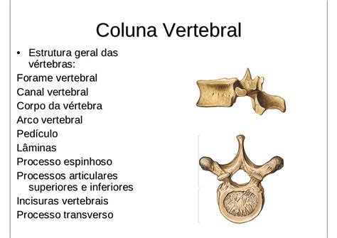 PDF Ossos do Crânio Parte2enfermagemflama weebly 6 8 11687441