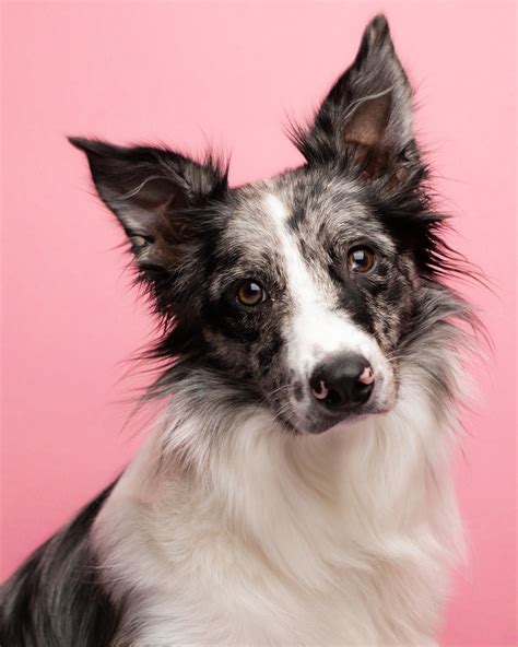 Studio Pet Photography Gallery Artofit