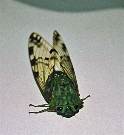 Cigale Green Cicada A Green And Big Cicada In Costa Rica… Flickr