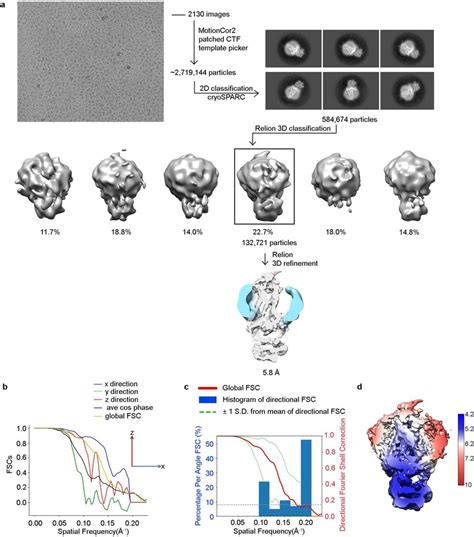 Workflow Of Cryo EM Data Processing And Resolution Analysis Of