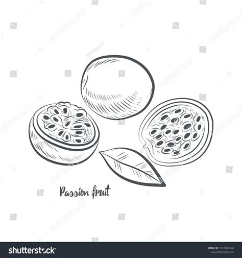 Passion Fruit Sketch Vector Illustration Hand Stock Vector Royalty