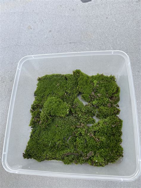 Bonsai Moss Furniture And Home Living Gardening Plants And Seeds On