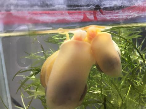My biggest snail next to my smallest snail : r/AquaticSnails