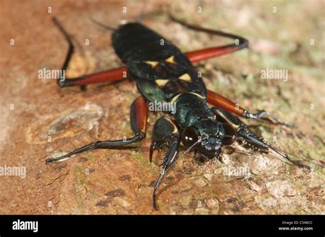 Metallic Mantis Nymph Stock Photo Alamy