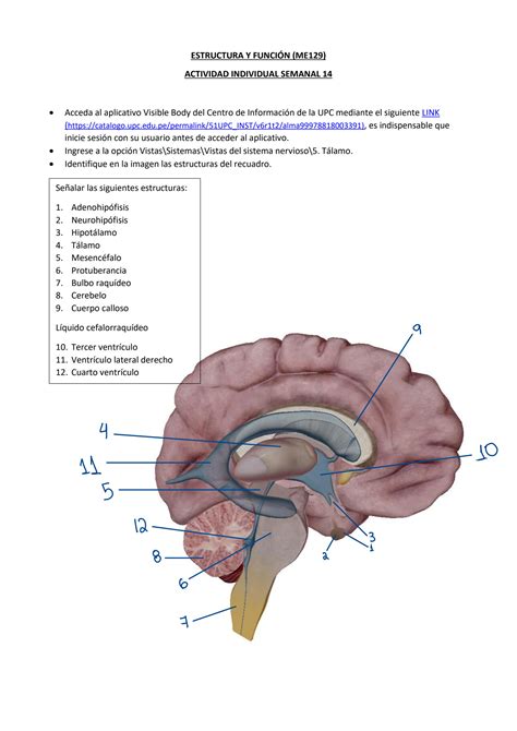 SOLUTION Anatom A Del Cerebro Studypool