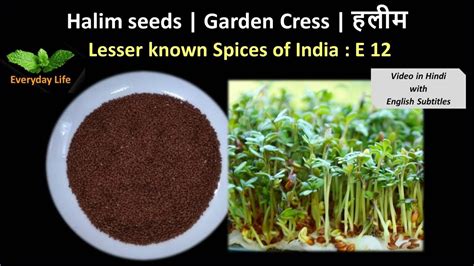 Halim Seeds Garden Cress हलीम Lesser Known Spices Of India Ep 12 Everyday Life 29