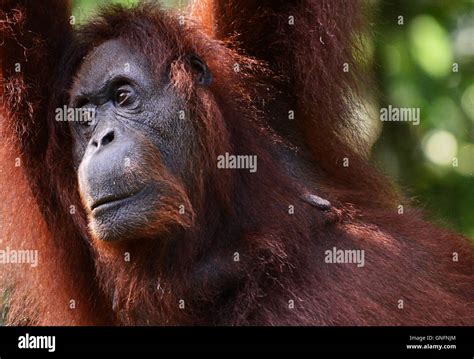 Portrait Of A Female Orangutan Stock Photo Alamy