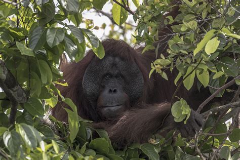 Orangutan Conservation: Threats, Challenges, and Hope