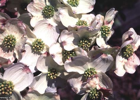 Dogwood Shrub Varieties