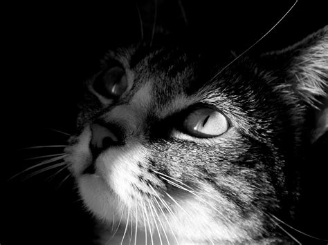 Fotos Gratis En Blanco Y Negro Fotografía Dulce Animal Linda