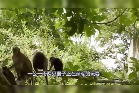 公猴子给母猴抓虱子，抓着抓着开始犯浑，镜头拍下全过程 虱子 公猴子 镜头