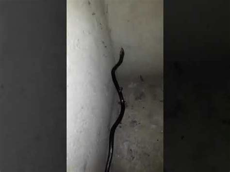 MAGNIFICA COBRA PRETA É COMUM APARECER ALGUMAS SERPENTES EM CASA