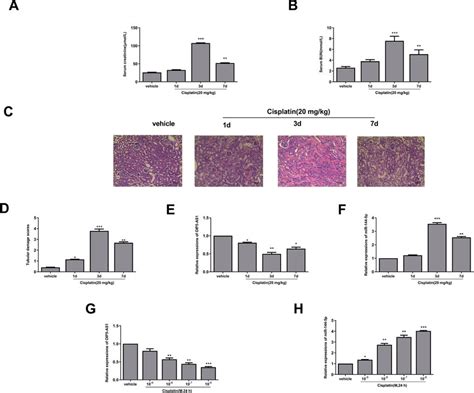 Altered Expression Of OIP5 AS1 And MiR 144 5p In Cisplatin Induced AKI