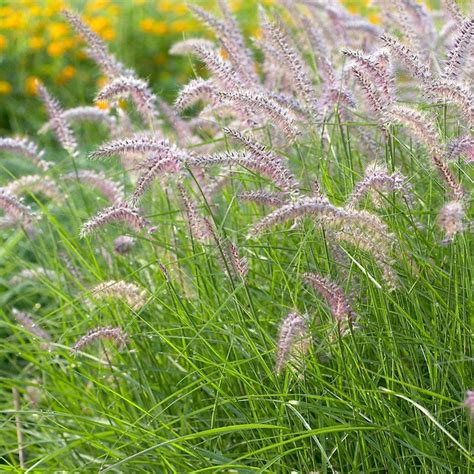 Karley Rose Fountain Grass, Pennisetum | American Meadows