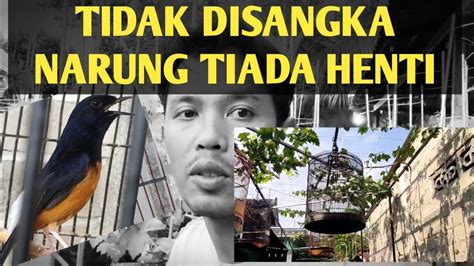 Gilaa Langsung Gacorr Tak Derduga Mentap Murai Batu Yang Kita Rawat Langsung Naik Menantang