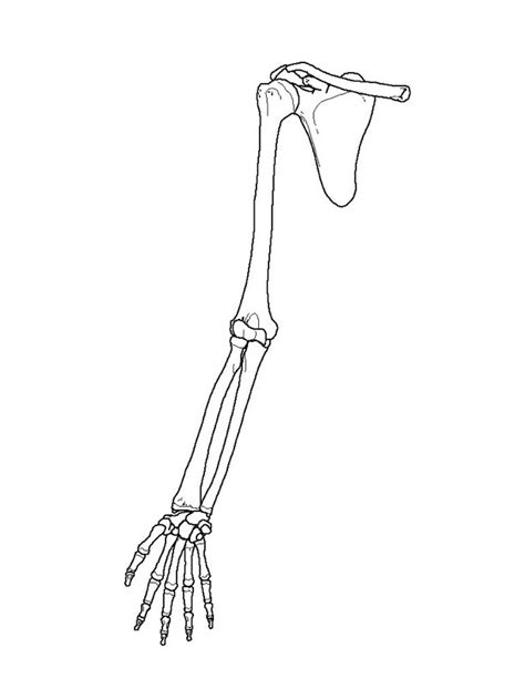 Upper Limbs Diagram