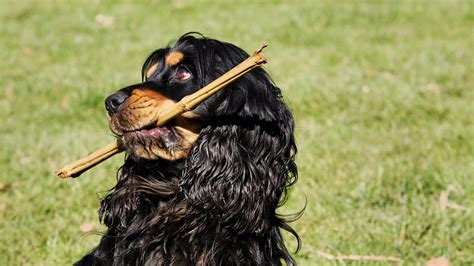 Cocker Prix De Ce Chien Caract Re Sant Alimentation