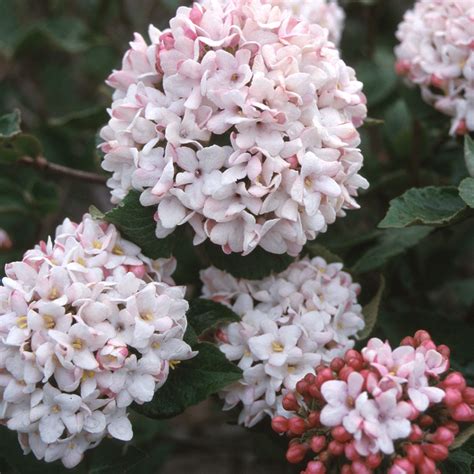 Cayuga Viburnum Spring Meadow Wholesale Liners Spring Meadow Nursery