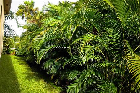 Foxtail Palm Landscape